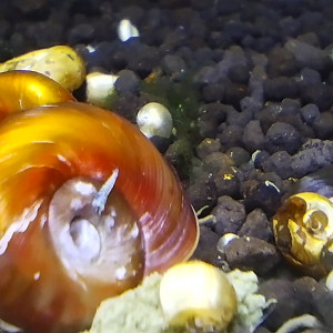 Publication de Olivier1977