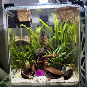 Publication de MamZ-L94