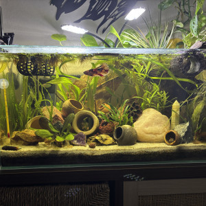 Publication de MamZ-L94