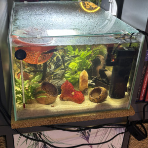 Publication de MamZ-L94