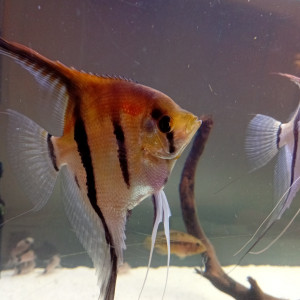 Publication de vv091v