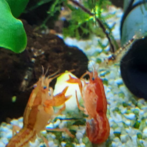 Publication de PORTELLI