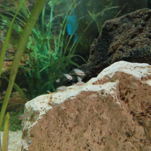 Publication de Franc34