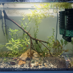 Le ptit bac à crevettes