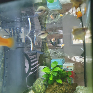 Publication de AQUA_pink