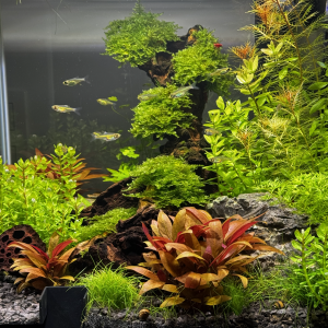 Publication de Droesbeke