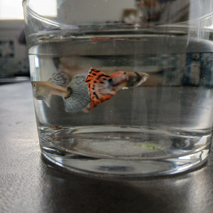 Guppy dumbo red mozaique