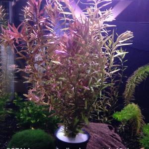 Rotala Red - Plante d'Aquarium