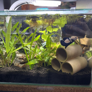 ZOLUX betta rek 24 Poutine betta HMPK marble blue panda