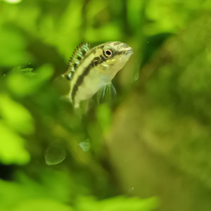 Publication de Zotre