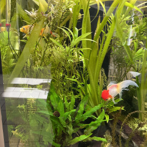 Publication de Ribeyre710