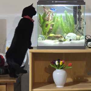 Publication de Rayban98