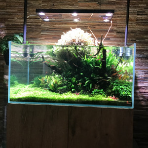 Publication de MARGINATUS