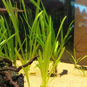 Plante aquarium