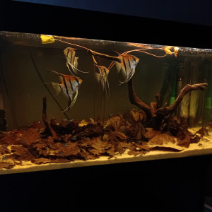 Publication de vv091v