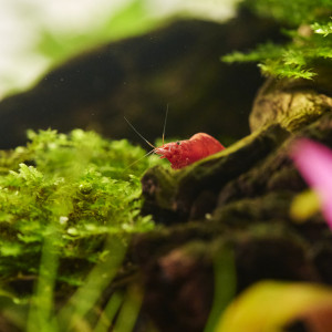 Publication de Droesbeke