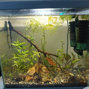 Le ptit bac à crevettes