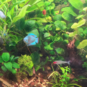 Publication de laurent-galichet