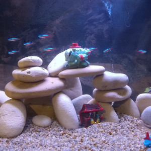 Publication de Ffarfadet