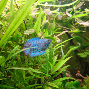 Publication de laurent-galichet