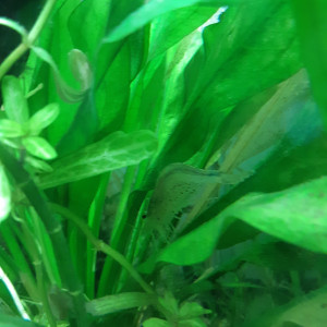 Publication de Anubiadamidum