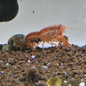 Publication de PORTELLI