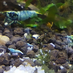 Publication de Olivier1977