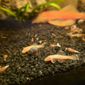 Jeune Ancistrus Gold/Albinos