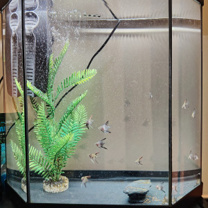 Bébé poisson scalaire