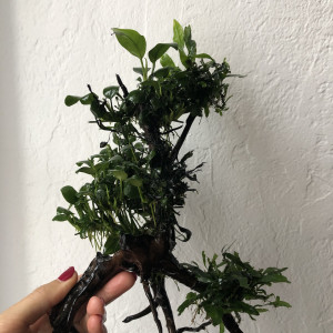 Racine araignée plantée