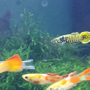 Publication de Mariekiwi