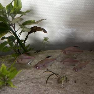 Groupe de 4 tetra cœur saignant et un rosé