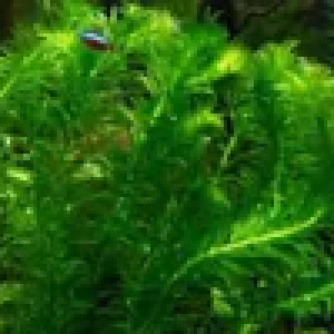 Recherche plantes issues de vos coupes