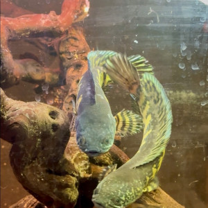 couple channa aurantimaculata