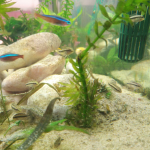 Poissons disponibles suite à reproduction