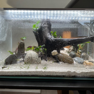 Publication de Aqua_1970