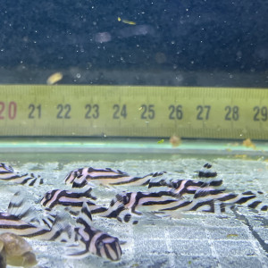 Publication de Aquarius.0103