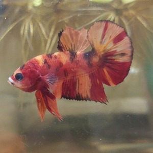 Publication de Nymeria