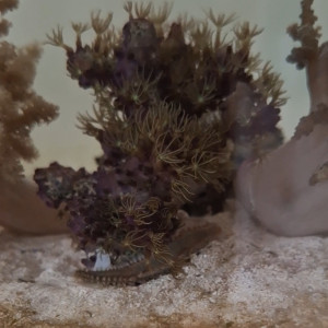 Publication de Evaelorac