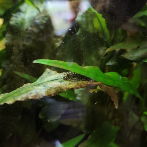 Publication de shanganagh-takhisis