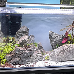 Neocaridina et guppy endler