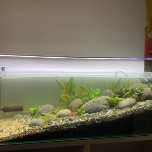 Publication de Laquariophiledu77