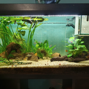 Amazonien communautaire