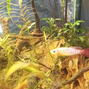 Publication de Chewbaccka