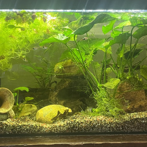 Publication de Karaba333