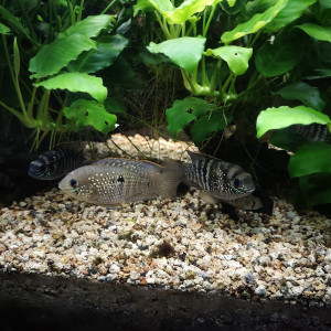 Publication de shanganagh-takhisis