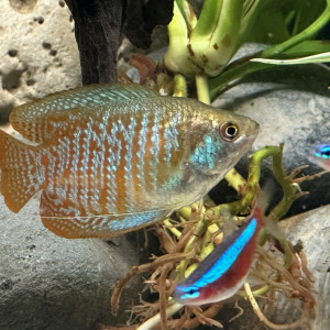 Publication de Aqua_1970