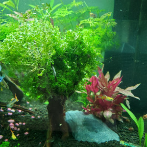 Publication de Mariekiwi