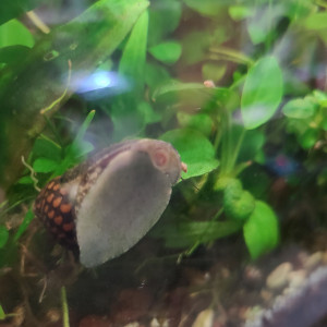 Publication de laurent-galichet