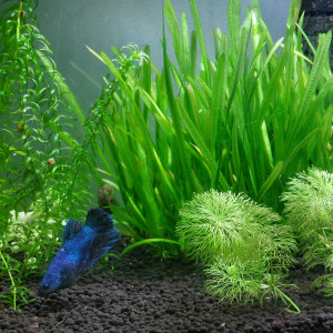 Publication de Treangiek